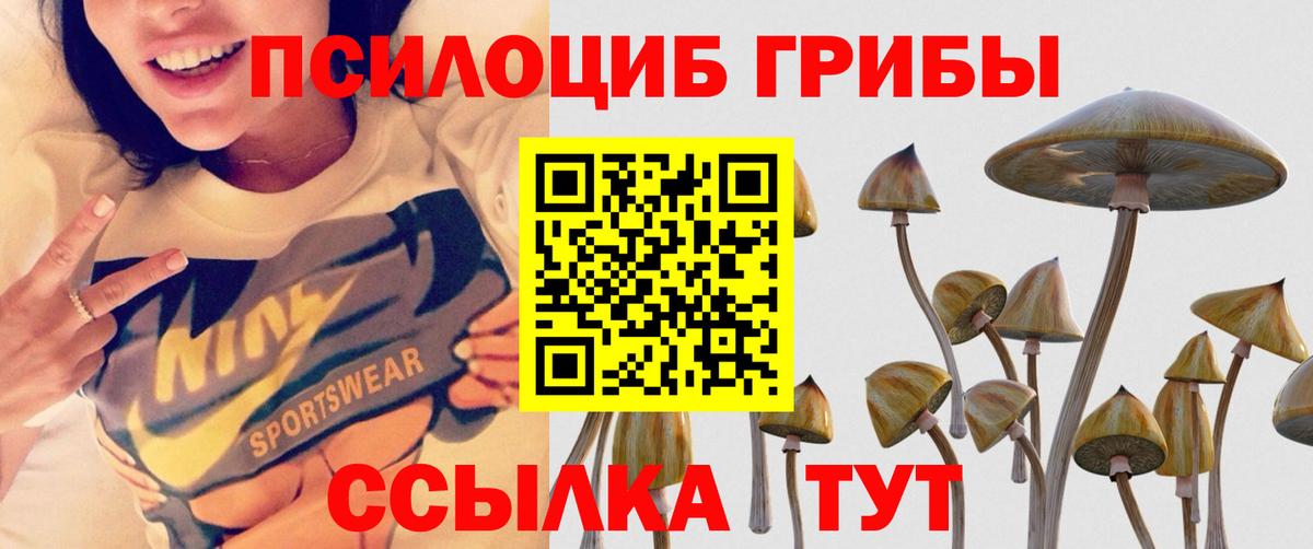 Галлюциногенные грибы Psilocybine cubensis Североморск